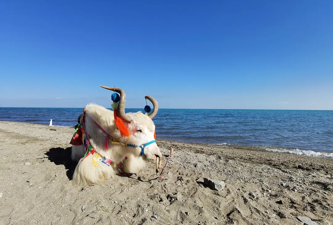 敦煌租車檢查技巧