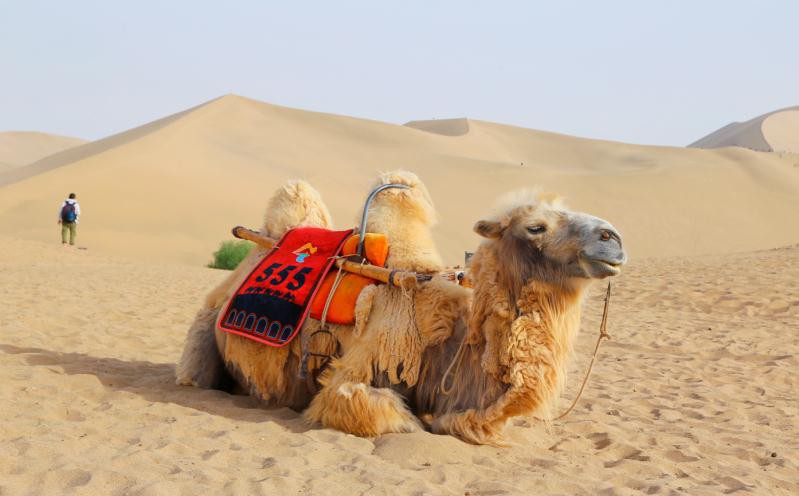 敦煌逐西租車公司：租車也能是一種享受