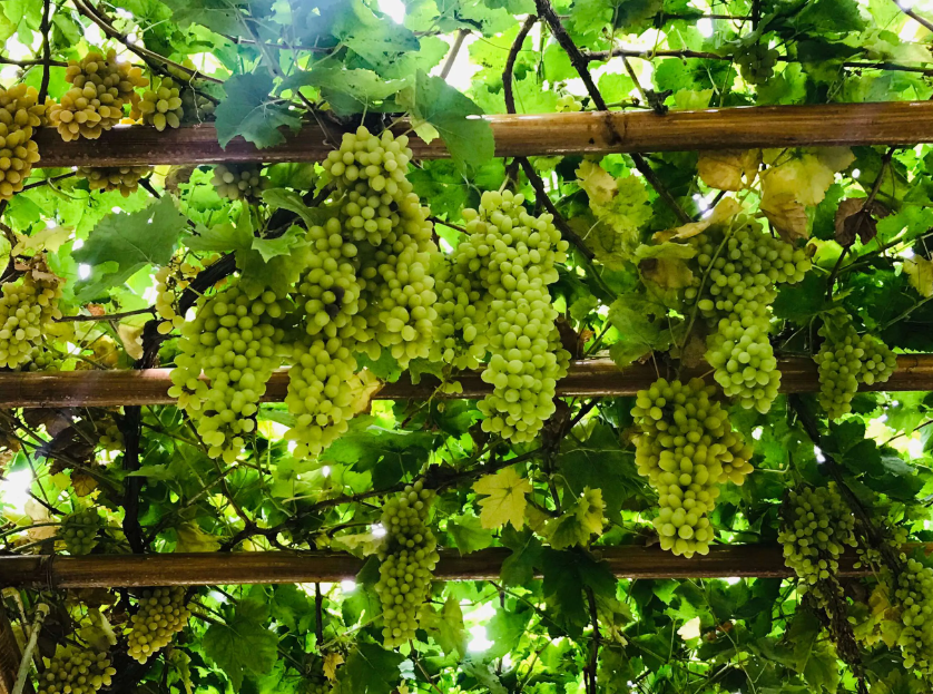 敦煌小團(tuán)包車旅游：敦煌包車到吐魯番需要多少錢？吐魯番包車看這些景點(diǎn)