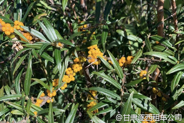 我們帶兩個(gè)孩子，包車能提供兒童安全座椅嗎？  