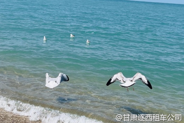 甘肅研學游，有沒有針對中小學生的絲綢之路講解？  